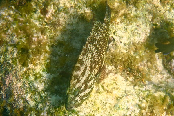 Groupers - Graysby Groupers - Graysby