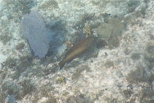 Groupers - Coney/Brown variation Groupers - Coney/Brown variation