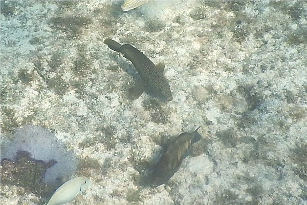 Groupers - Coney/Brown variation
