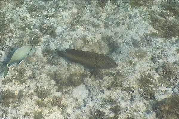 Groupers - Coney/Brown variation