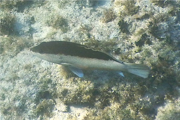 Groupers - Coney/Brown variation Groupers - Coney/Brown variation