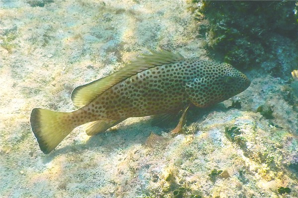 Groupers - Red Hind Groupers - Red Hind