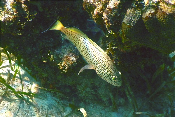 Groupers - Red Hind Groupers - Red Hind