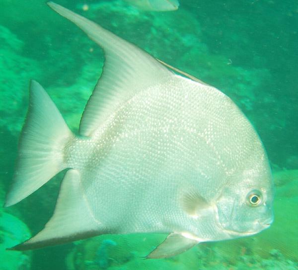 Spadefish - Atlantic Spadefish