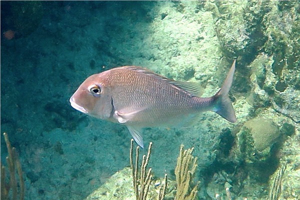 Porgies - Jolthead Porgy