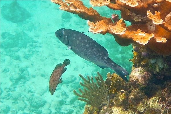 Chubs - Bermuda Chub Chubs - Bermuda Chub