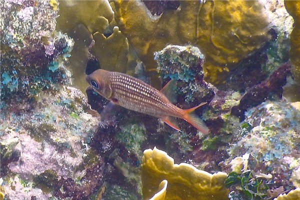 Squirrelfish - Dusky Squirrelfish Squirrelfish - Dusky Squirrelfish