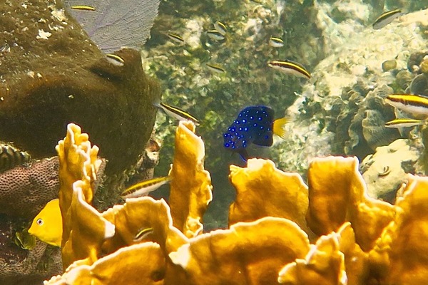 Damselfish - Yellowtail Damselfish