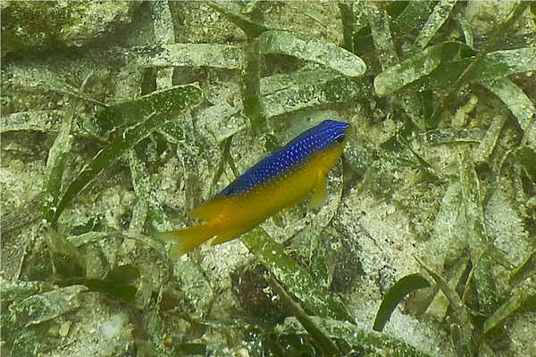 Damselfish - Beaugregory Damselfish Damselfish - Beaugregory Damselfish