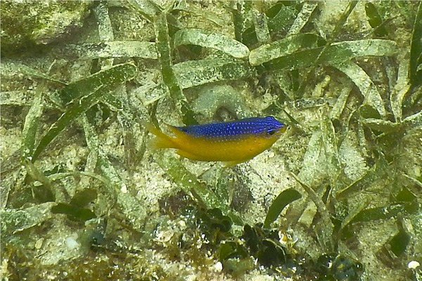 Damselfish - Beaugregory Damselfish Damselfish - Beaugregory Damselfish