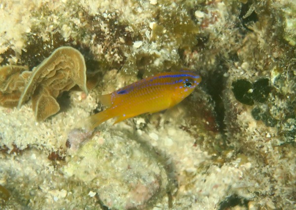 Damselfish - Longfin Damselfish