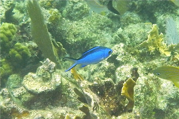 Damselfish - Blue Chromis Damselfish - Blue Chromis
