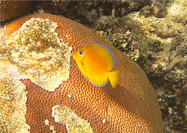 Surgeonfish - Blue Tang