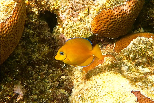 Surgeonfish - Blue Tang