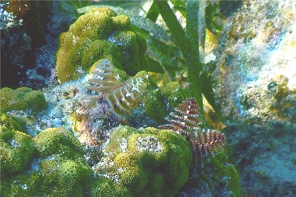 Nudibranch - Christmas tree worm