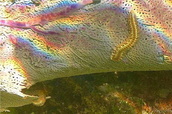 Bristleworm - Bearded Fireworm Bristleworm - Bearded Fireworm