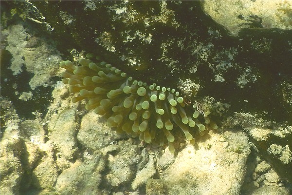 Anemones - Hidden Anemone