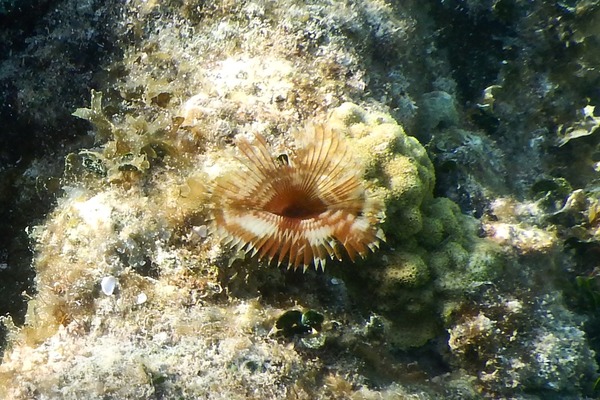 Featherduster worms - Split-crown Featherduster