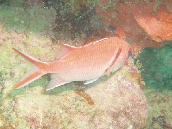 Squirrelfish - Blackbar Soldierfish