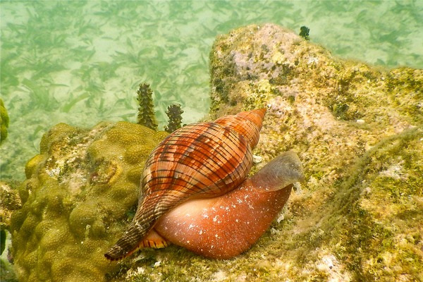 Sea Snails - Tulip Snail Sea Snails - Tulip Snail