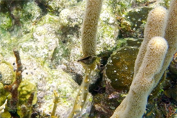 Bivalve Mollusc - Atlantic Wing Oyster