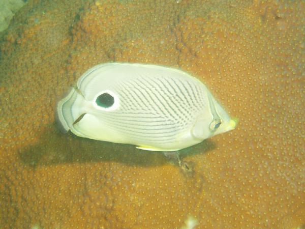 Butterflyfish - Foureye Butterflyfish