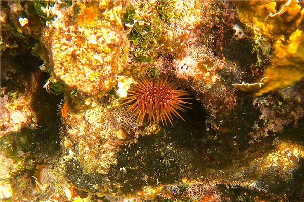 Sea Urchins - Reef Urchin Sea Urchins - Reef Urchin