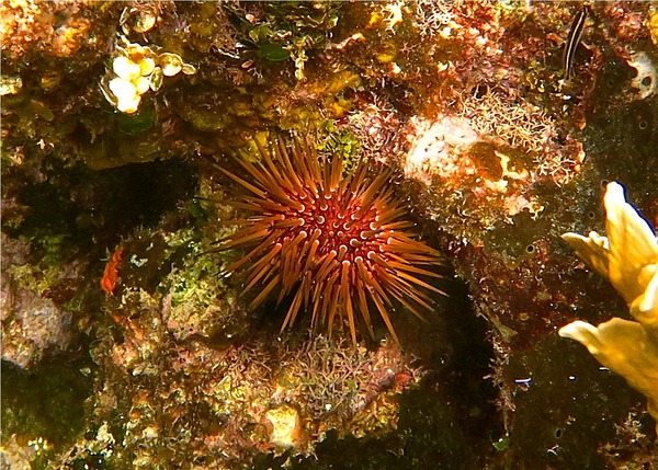 Sea Urchins - Reef Urchin Sea Urchins - Reef Urchin