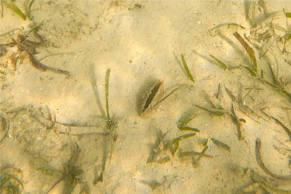 Bivalve Mollusc - Amber Penshell