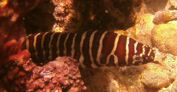 Moray - Zebra Moray