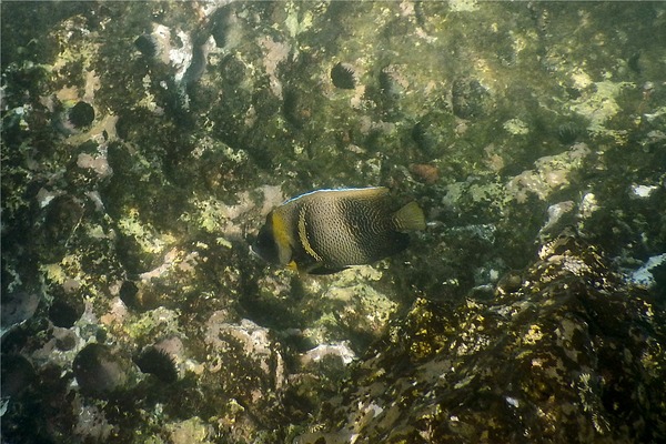 Angelfish - Cortez Angelfish