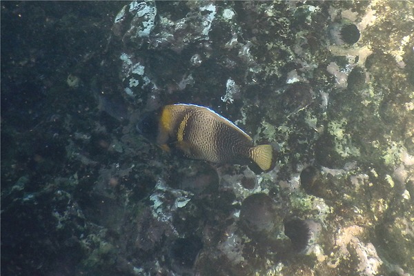 Angelfish - Cortez Angelfish