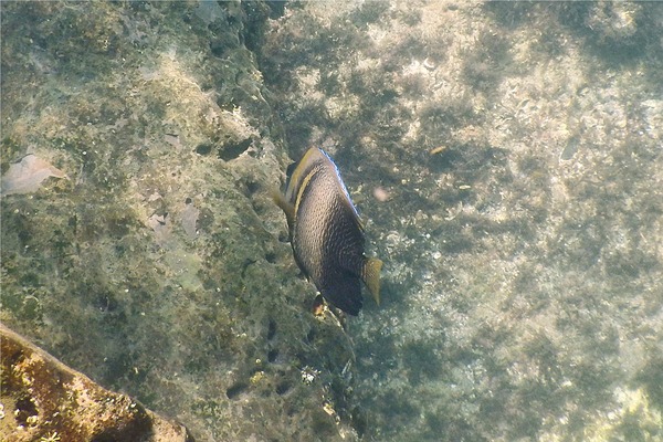 Angelfish - Cortez Angelfish