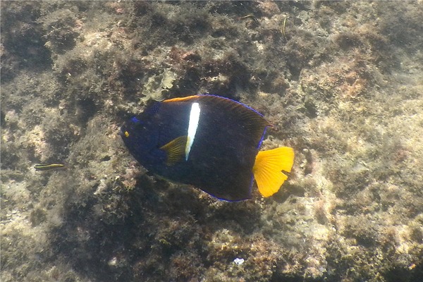 Angelfish - King Angelfish