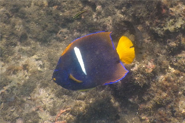 Angelfish - King Angelfish