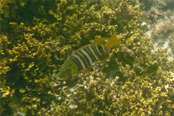 Snappers - Barred Pargo