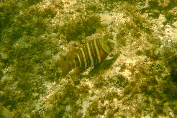 Snappers - Barred Pargo