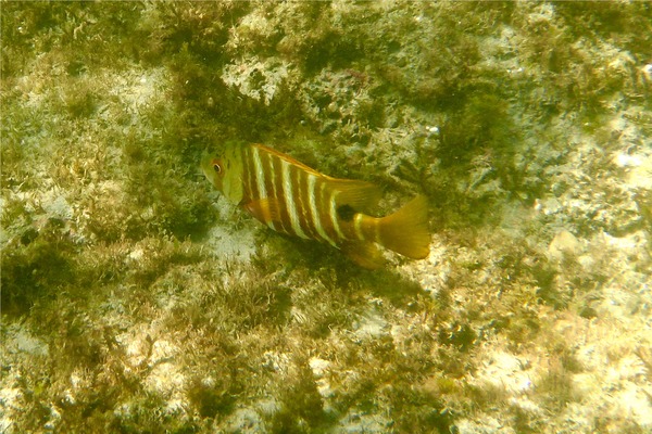 Snappers - Barred Pargo