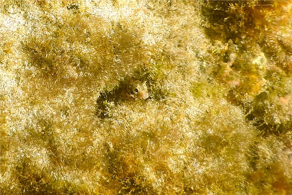 Blennies - Blunt-spine Barnacle Blenny