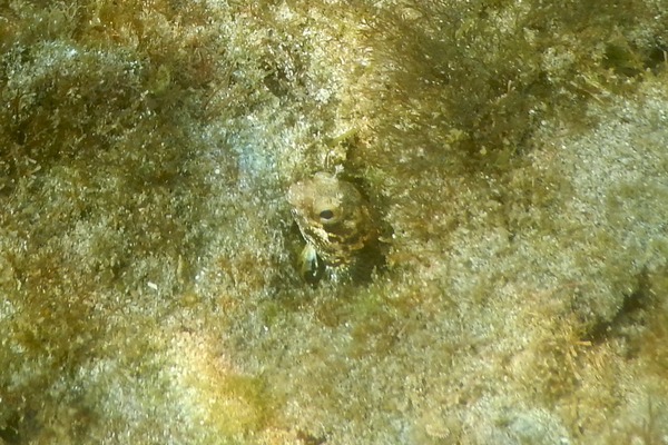 Blennies - Blunt-spine Barnacle Blenny