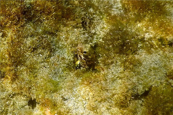 Blennies - Blunt-spine Barnacle Blenny