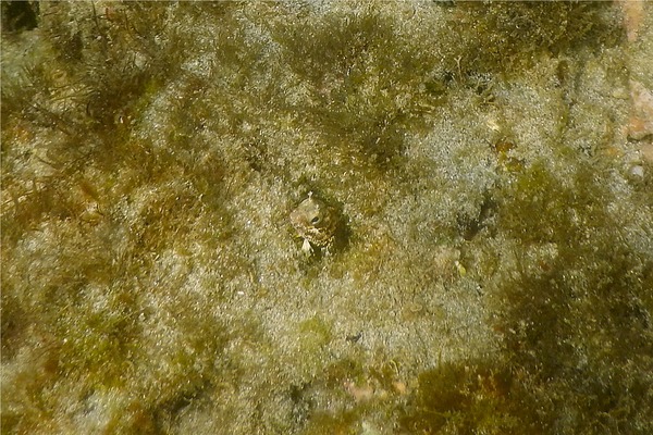 Blennies - Blunt-spine Barnacle Blenny