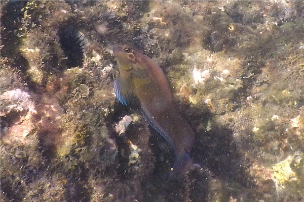 Blennies - Panamic Fanged Blenny