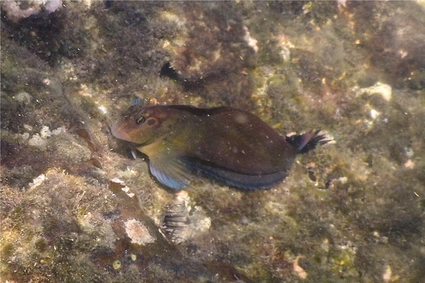 Blennies - Panamic Fanged Blenny