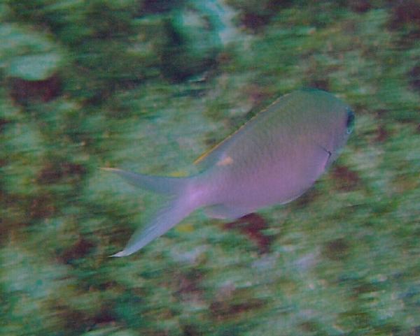 Damselfish - Brown Chromis