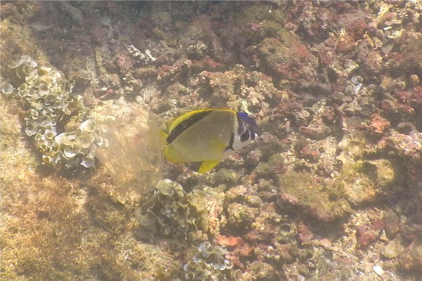 Butterflyfish - Barberfish Butterfly