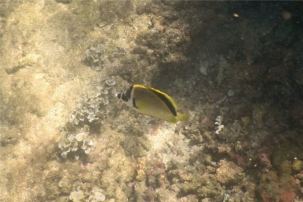 Butterflyfish - Barberfish Butterfly