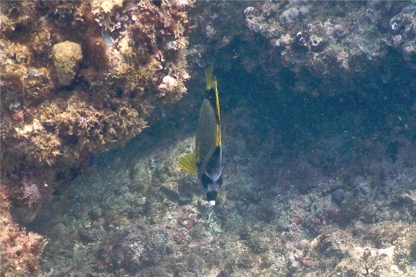 Butterflyfish - Barberfish Butterfly