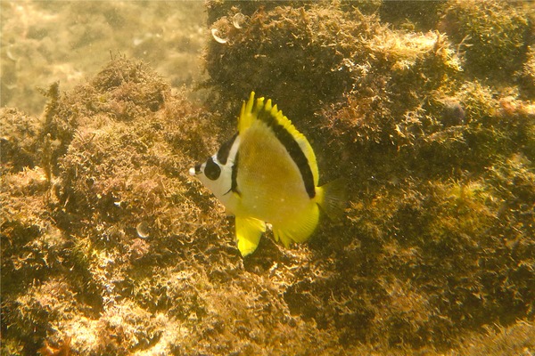 Butterflyfish - Barberfish Butterfly