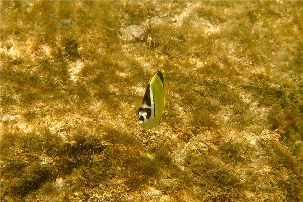 Butterflyfish - Barberfish Butterfly